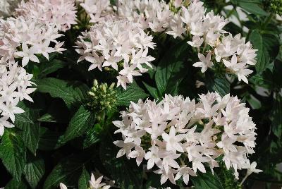 Pinata Pentas Compact White