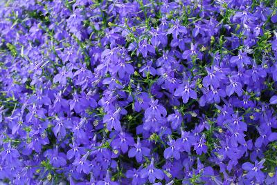 Bella Lobelia Oceano 2016 