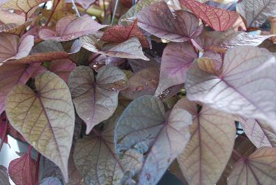 Dümmen Orange: FloraMia Ipomoea Rosso 