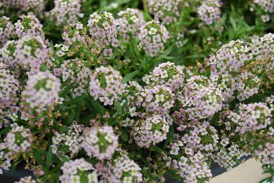 Yolo Lobularia Top Lavender