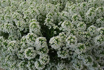 Yolo Lobularia Top White 