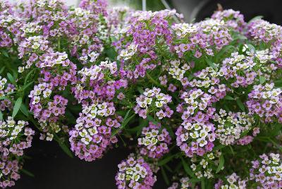Yolo Lobularia Lavender Improved 