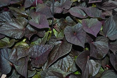 Dümmen Orange: FloraMia Ipomoea Cameo 