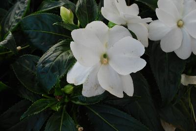 Magnum New Guinea Impatiens Clear White 