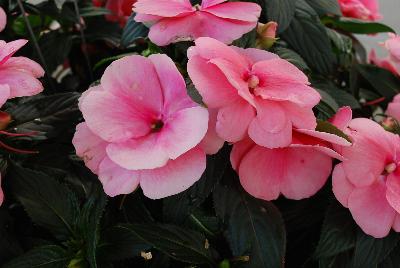 Magnum New Guinea Impatiens Clear Pink 