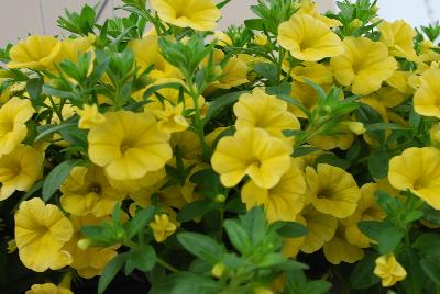 Dümmen Orange: Aloha Calibrachoa Canary Yellow 2016 