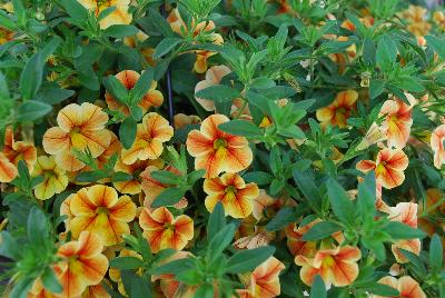 Calibrachoa Volcano 'Sunset 2016'