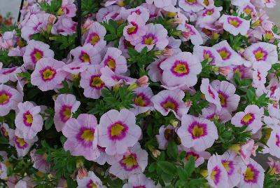 Calibrachoa Hula 'Appleblossom'