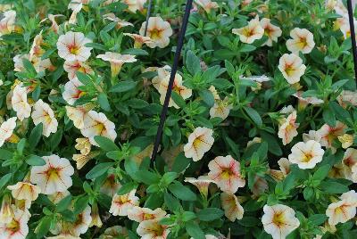 Dümmen Orange: Volcano Calibrachoa Sunrise 