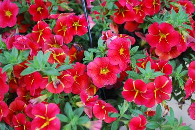 Dümmen Orange: Aloha Calibrachoa Red Cartwheel 