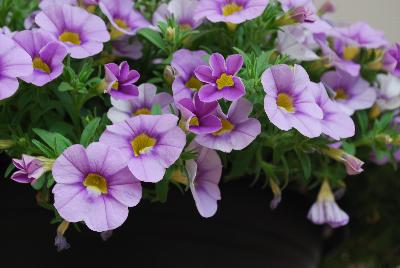 Dümmen Orange: Aloha Calibrachoa Blue Sky 2016 