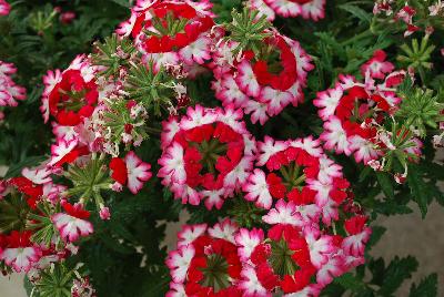 Dümmen Orange: Wicked Verbena Rad Red 