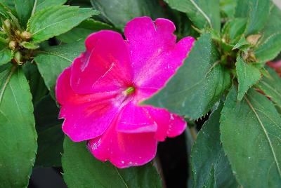 SunStanding New Guinea Impatiens Lilac Borealis