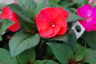 SunStanding New Guinea Impatiens Coral Aurora