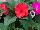 SunStanding New Guinea Impatiens Coral Aurora 