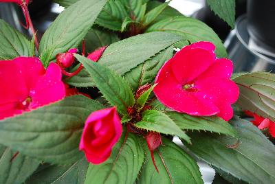 SunStanding New Guinea Impatiens Cherry 