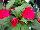SunStanding New Guinea Impatiens Cherry 