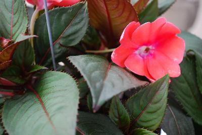 SunStanding New Guinea Impatiens Salmon 