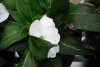 SunStanding New Guinea Impatiens White Cloud 