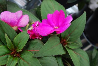 SunStanding New Guinea Impatiens Hot Pink 