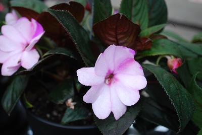 SunStanding New Guinea Impatiens Light Lavender Aurora 