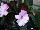 SunStanding New Guinea Impatiens Light Lavender Aurora 