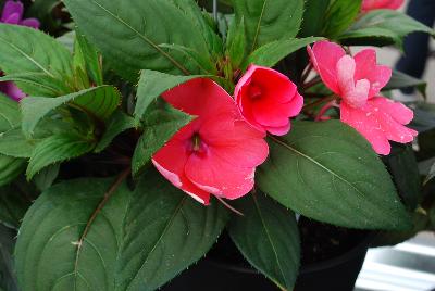 SunStanding New Guinea Impatiens Salmon Pink 