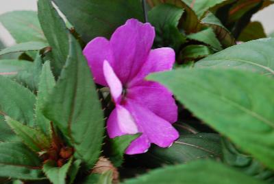 SunStanding New Guinea Impatiens Lavender 