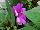 SunStanding New Guinea Impatiens Lavender 