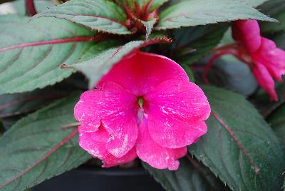 SunStanding New Guinea Impatiens Neon 