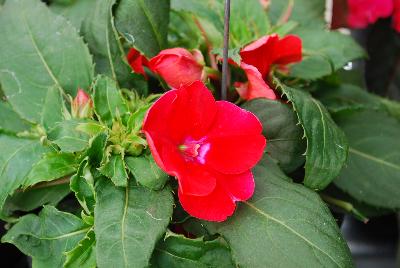 SunStanding New Guinea Impatiens Scarlet 