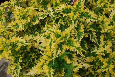 Coleus Main Street 'Dutch Mill Drive'