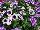 Confetti Garden COMBO Purple Halo 