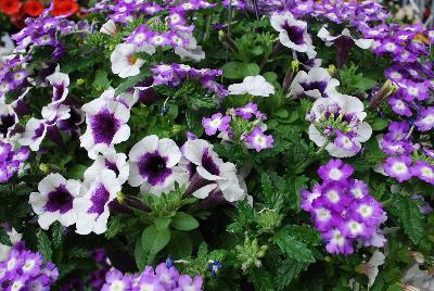 COMBO Confetti Garden 'Purple Halo'