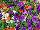 Confetti Garden COMBO Glossy Twilight 