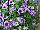 Confetti Garden COMBO Denim Blues 
