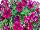 Sweetunia Petunia Suzie Storm 