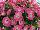 Sweetunia Petunia Strawberry Morning 