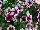Sweetunia Petunia Burgundy Touch 