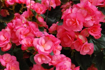 Dragone Begonia Evening Glow 