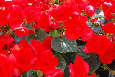 Rhine Begonia Valentine Red 