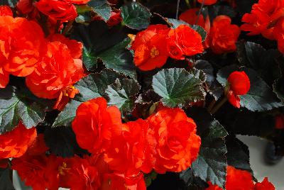 Rhine Begonia Oh So Orange 