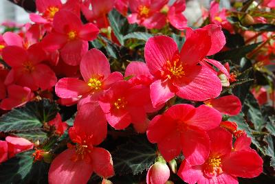 Dümmen Orange: Unbelievable Begonia First Kiss 