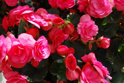 Begonia Dragone 'Dusty Rose'