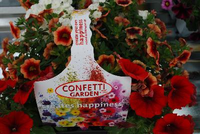 COMBO Confetti Garden 'Full on Rouge'