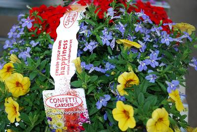 COMBO Confetti Garden 'Sunday Brunch'