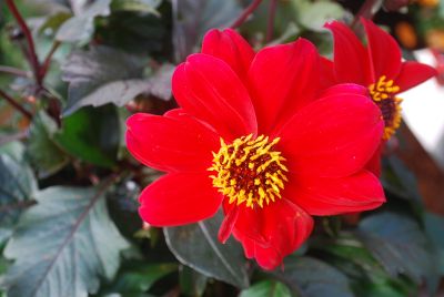 Dahlia XXL 'Dreamy Passion'