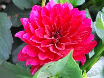 Dahlia XXL 'Taxco'