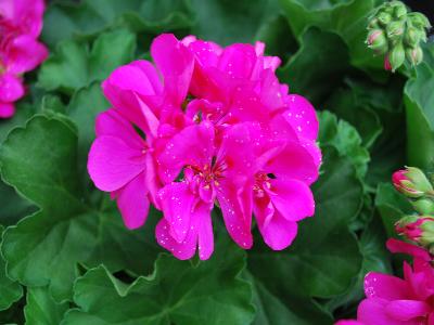 Cumbanita Geranium Lilac 