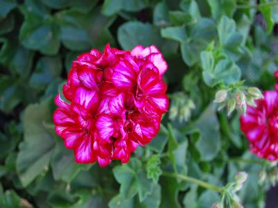 Geranium Great-Balls-of-Fire 'Burgundy-Blaze'